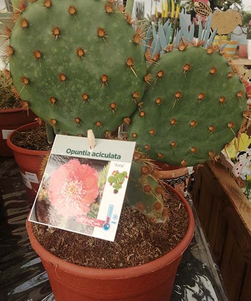 Cactus de Colección