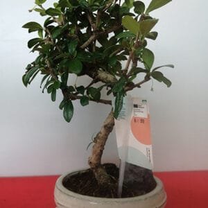 Bonsai Carmona