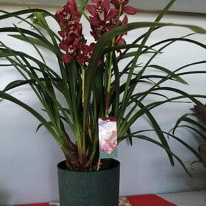 Cymbidium