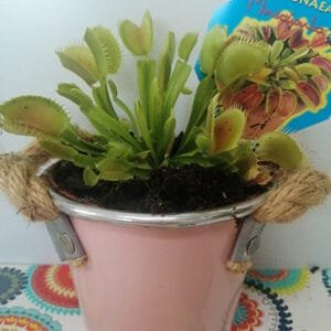 Dionaea Planta Carnívora