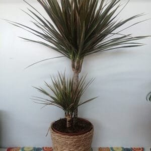 Dracaena Marginata Bicolor