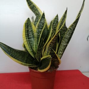 Sansevieria Futura Superba