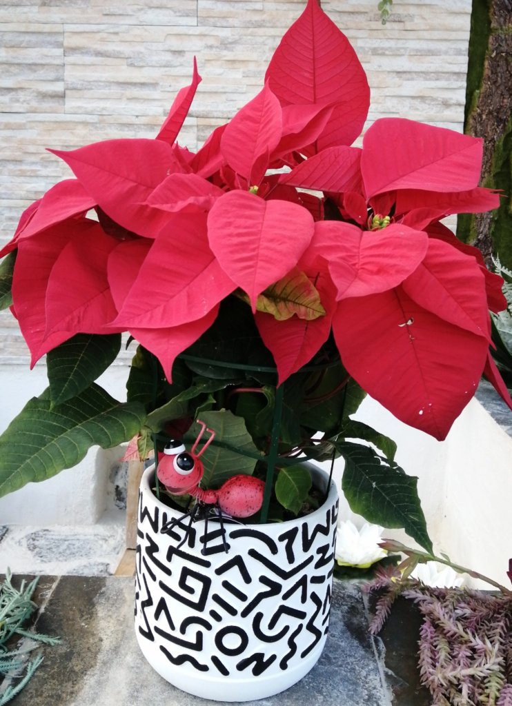 Flor de Navidad Trébol Garden en Puerto de Sagunto