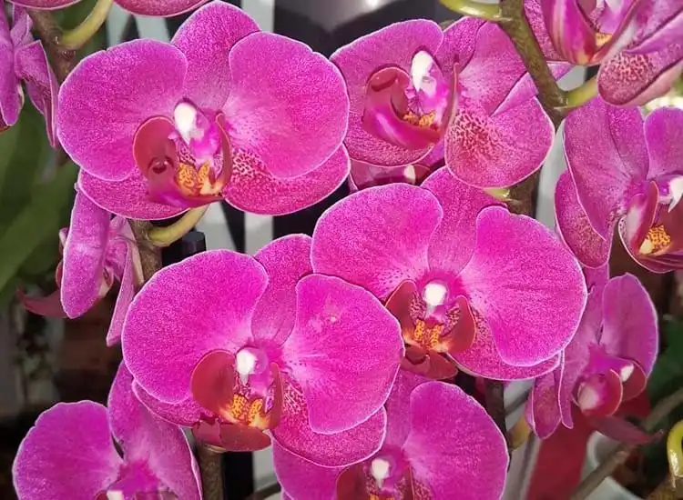 Centro de jardinería en puerto de san segundo: orquídea Phalaenopsis fucsia en floración