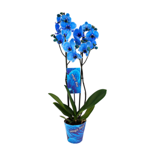 Phalenopsis azul