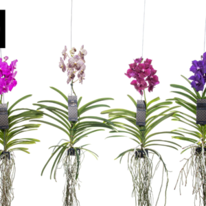 Vanda
