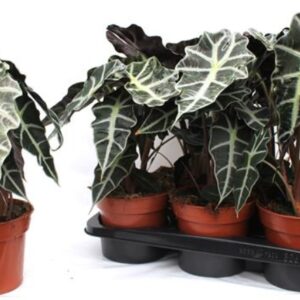Alocasia Polly