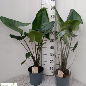 Alocasia Zebrina