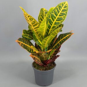 Croton Petra