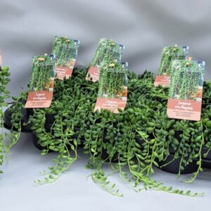 Senecio Rowleyanus