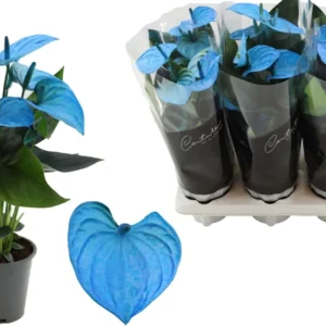 Anthurium