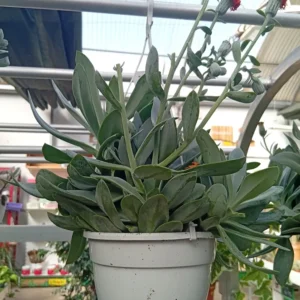 Dracaena